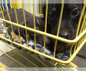 Mutt Dogs for adoption in Tulsa, OK, USA