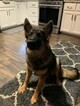Small Photo #1 German Shepherd Dog Puppy For Sale in ORLAND PARK, IL, USA
