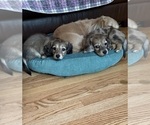 Small #5 Dachshund