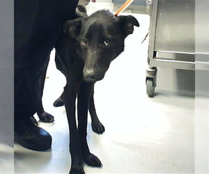 German Shepherd Dog-Unknown Mix Dogs for adoption in Fayetteville, NC, USA