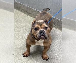 Medium American Pit Bull Terrier Mix