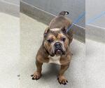 Small American Pit Bull Terrier Mix