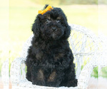 Small #4 Poodle (Miniature)