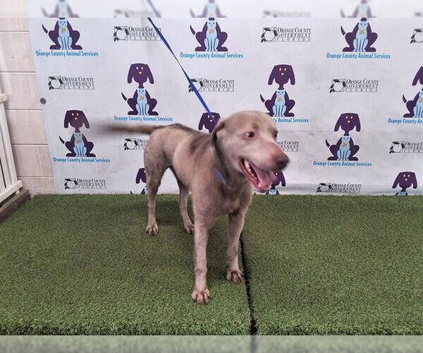 Medium Photo #1 Labrador Retriever-Unknown Mix Puppy For Sale in Orlando, FL, USA