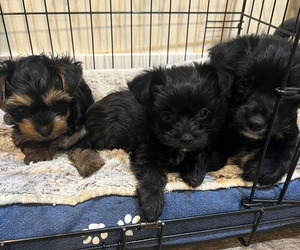 Yorkshire Terrier Litter for sale in DESERT HOT SPRINGS, CA, USA