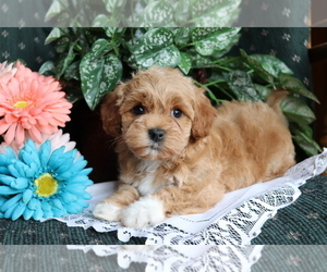 Havanese-Poodle (Toy) Mix Puppy for sale in SHILOH, OH, USA