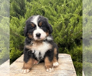 Bernese Mountain Dog Puppy for sale in MIDDLEBURY, IN, USA