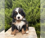 Image preview for Ad Listing. Nickname: Everly