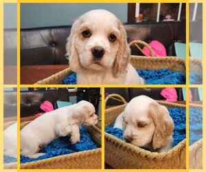 Cocker Spaniel Puppy for sale in KOKOMO, IN, USA