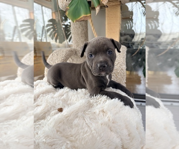 Medium Photo #1 American Pit Bull Terrier Puppy For Sale in ORANGE, NJ, USA