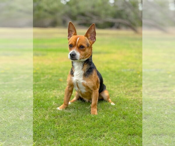 Medium Photo #2 Chihuahua-Unknown Mix Puppy For Sale in PIPE CREEK, TX, USA