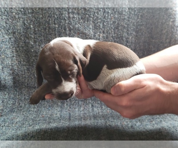 Medium Photo #3 German Shorthaired Pointer Puppy For Sale in WEST GLOVER, VT, USA