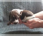 Small Photo #3 German Shorthaired Pointer Puppy For Sale in WEST GLOVER, VT, USA