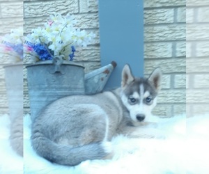 Siberian Husky Puppy for sale in CARTHAGE, TX, USA