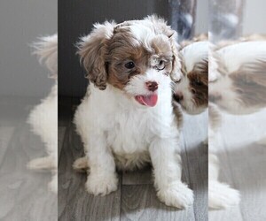 Cavapoo Puppy for sale in CARLISLE, KY, USA
