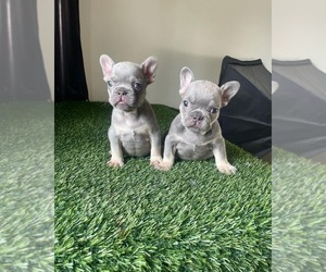 French Bulldog Puppy for sale in SAN DIEGO, CA, USA