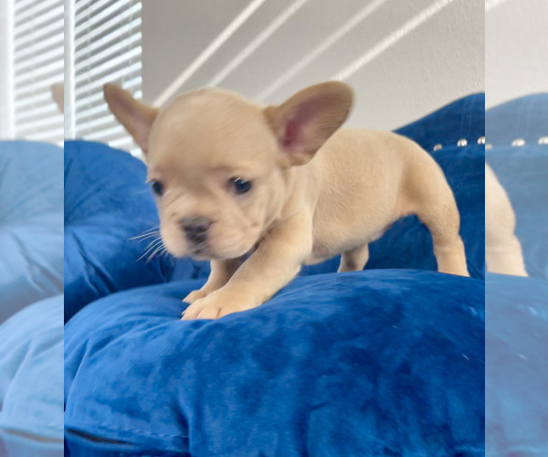 Medium Photo #10 French Bulldog Puppy For Sale in SCREVEN, GA, USA