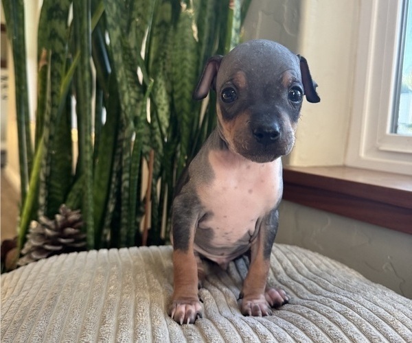 Medium Photo #1 American Hairless Terrier Puppy For Sale in MCKINLEYVILLE, CA, USA