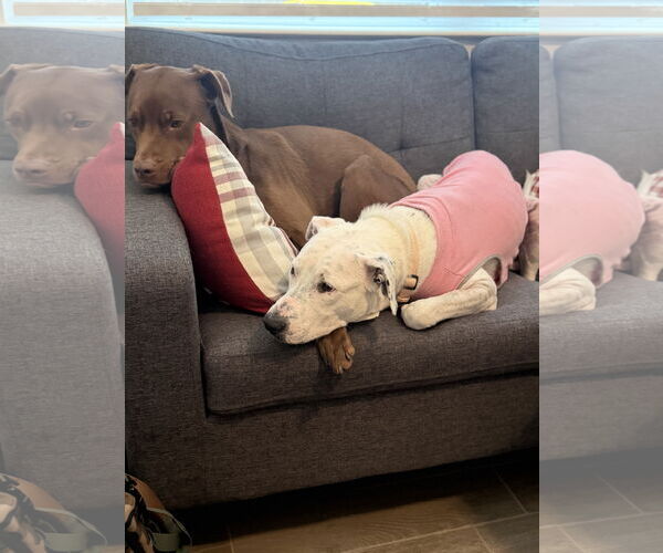 Medium Photo #11 Labrador Retriever-Unknown Mix Puppy For Sale in The Woodlands, TX, USA