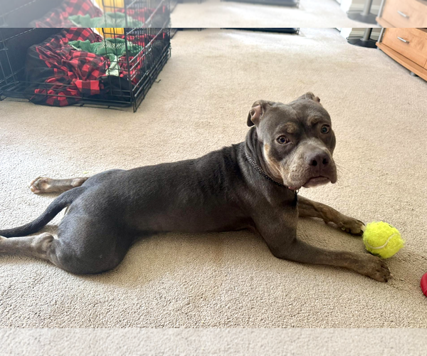 Medium Photo #12 Mutt Puppy For Sale in Rockville, MD, USA