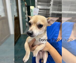 Chihuahua-Unknown Mix Dogs for adoption in Chico, CA, USA