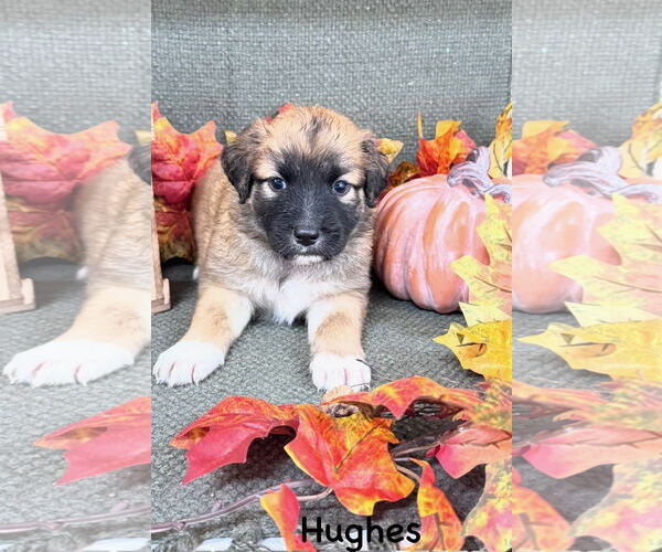 Medium Photo #2 Labrador Retriever-Unknown Mix Puppy For Sale in Fort Worth, TX, USA