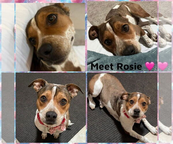 Medium Photo #1 American Staffordshire Terrier-Unknown Mix Puppy For Sale in Wenonah, NJ, USA