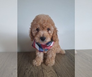 Poodle (Toy) Puppy for sale in PALM BAY, FL, USA