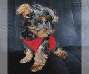 Yorkshire Terrier Puppy for sale in PHOENIX, AZ, USA