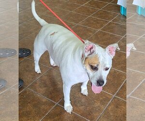 Jack Russell Terrier-Unknown Mix Dogs for adoption in Martinsburg, WV, USA