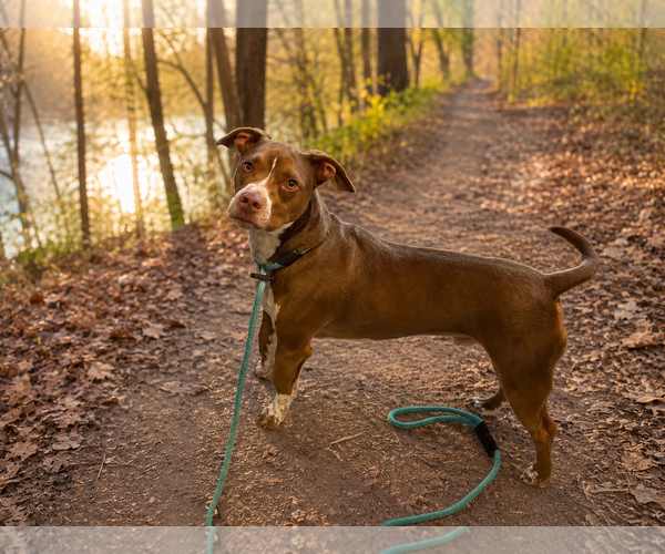 Medium Photo #1 American Pit Bull Terrier-Dachshund Mix Puppy For Sale in Phoenix, AZ, USA