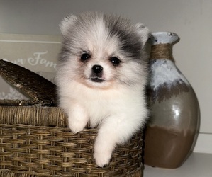 Pomeranian Puppy for sale in BAKERSFIELD, CA, USA