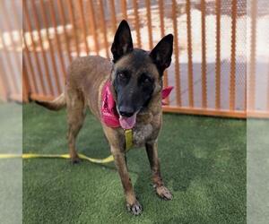 Mutt Dogs for adoption in Las Vegas, NV, USA