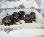 Small Photo #10 Rottweiler Puppy For Sale in SAN BERNARDINO, CA, USA