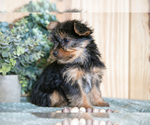 Small Photo #22 Yorkshire Terrier Puppy For Sale in QUARRYVILLE, PA, USA