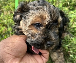 Medium YorkiePoo
