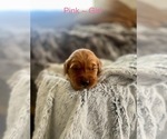 Small Photo #17 Golden Retriever Puppy For Sale in SAINT GEORGE, UT, USA
