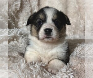 Pembroke Welsh Corgi Puppy for sale in FREDONIA, PA, USA