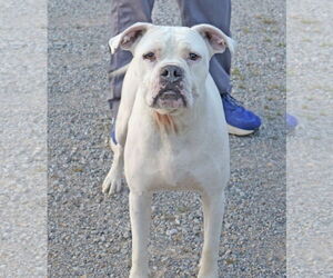 Boxer-Unknown Mix Dogs for adoption in Wakefield, RI, USA
