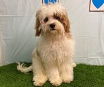 Small #2 Cavapoo