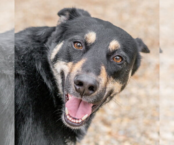 Medium Photo #2 Mutt Puppy For Sale in Hilton Head, SC, USA