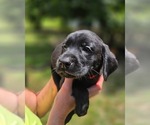 Small #1 Labrador Retriever