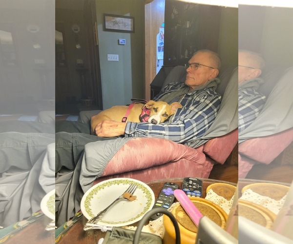 Medium Photo #8 American Pit Bull Terrier-Unknown Mix Puppy For Sale in Minneapolis, MN, USA