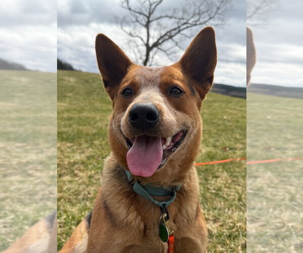 Medium Photo #3 Mutt Puppy For Sale in Garden City, NY, USA