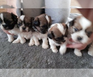 Shih Tzu Puppy for sale in BAR NUNN, WY, USA