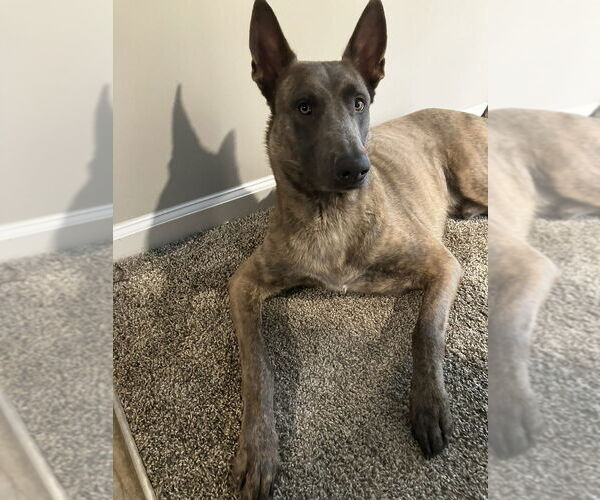 Medium Photo #2 Holland Shepherd Puppy For Sale in Imlay City, MI, USA