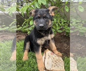 German Shepherd Dog Puppy for sale in MIDDLEBURY, IN, USA