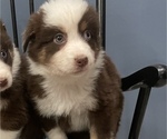 Small Photo #3 Australian Shepherd Puppy For Sale in MOUNT PULASKI, IL, USA
