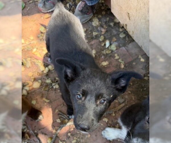 Medium Photo #2 Border Collie-Siberian Husky Mix Puppy For Sale in Ventura, CA, USA