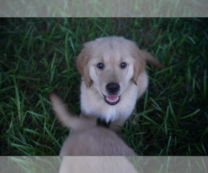 Golden Retriever Puppy for sale in FOUR OAKS, NC, USA